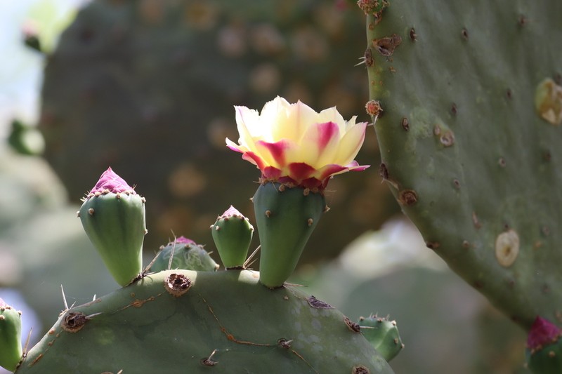 Opuntia excelsa photo 3