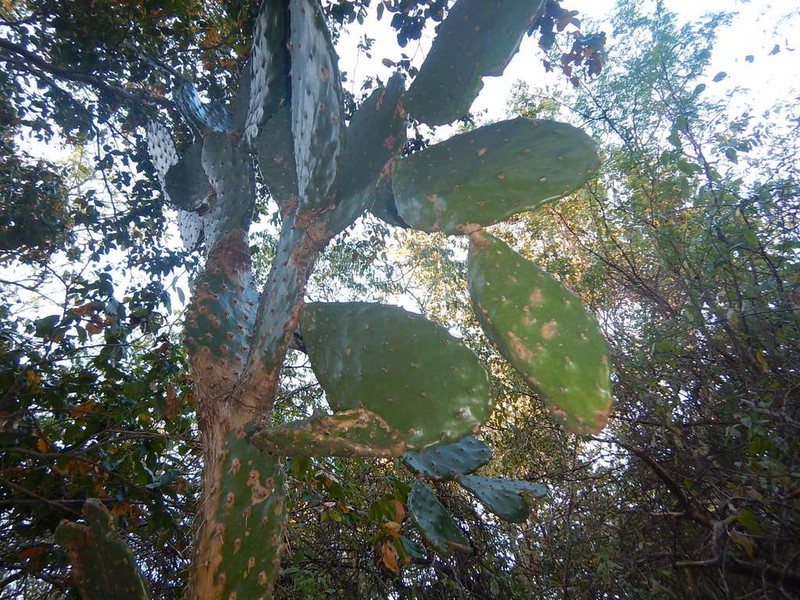 Opuntia excelsa photo 4