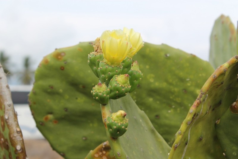 Opuntia excelsa photo 5