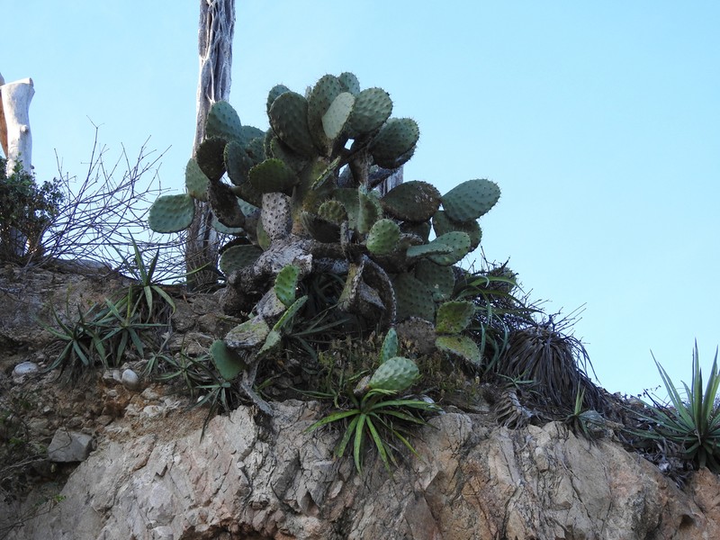 Opuntia excelsa photo 6