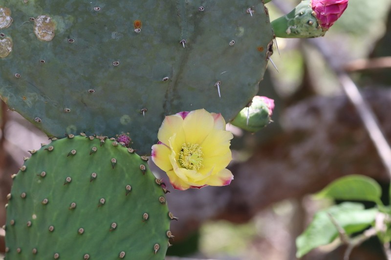 Opuntia excelsa photo 7
