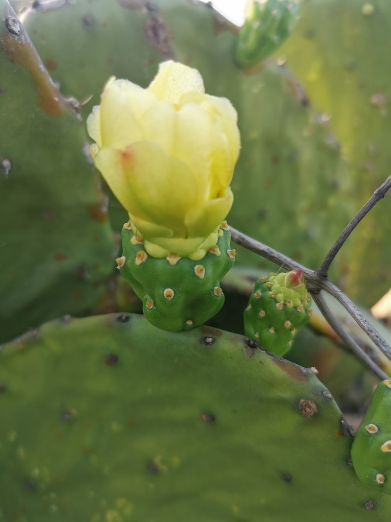 Opuntia excelsa photo 8