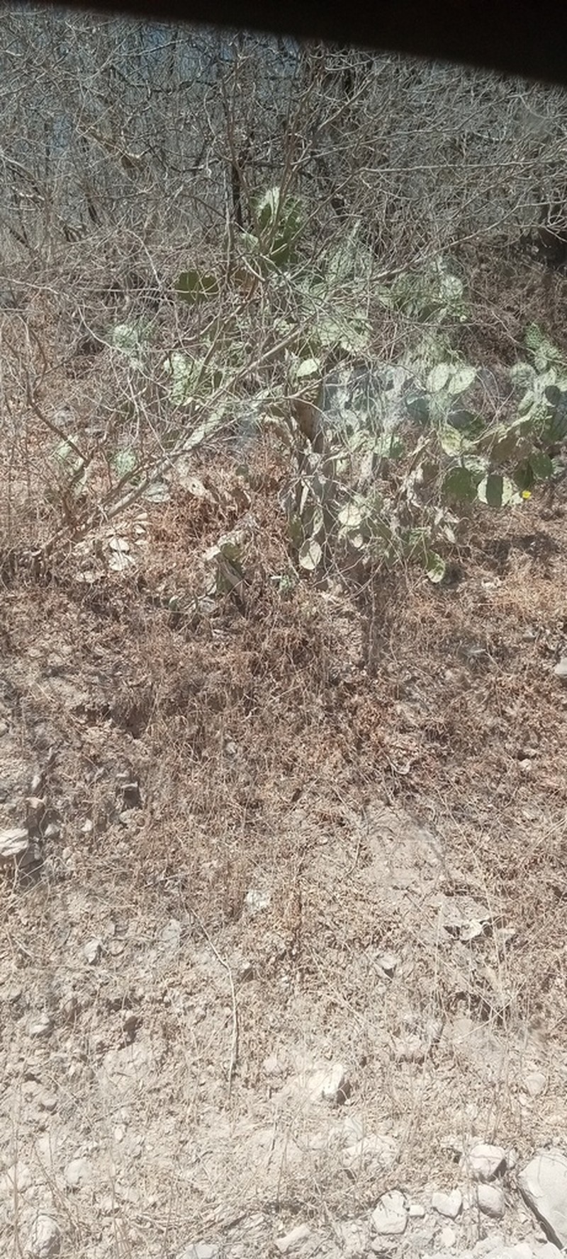 Opuntia feroacantha
