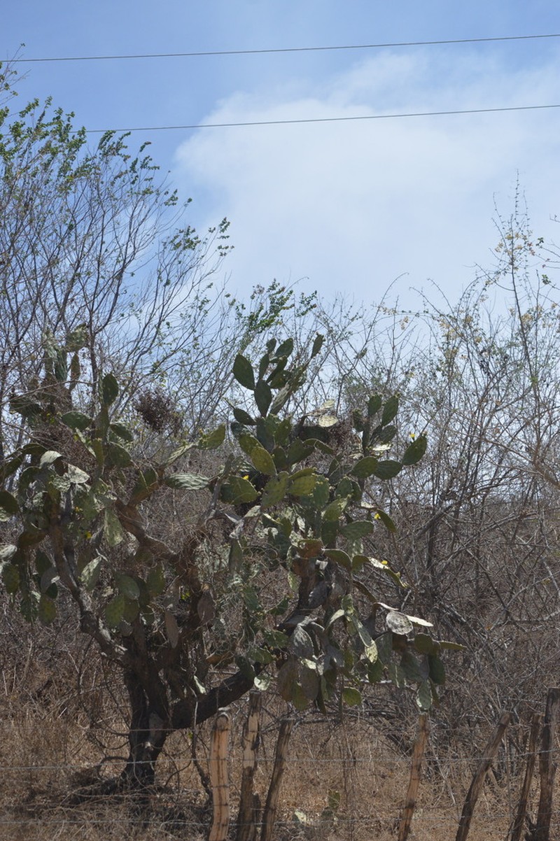 Opuntia feroacantha photo 2