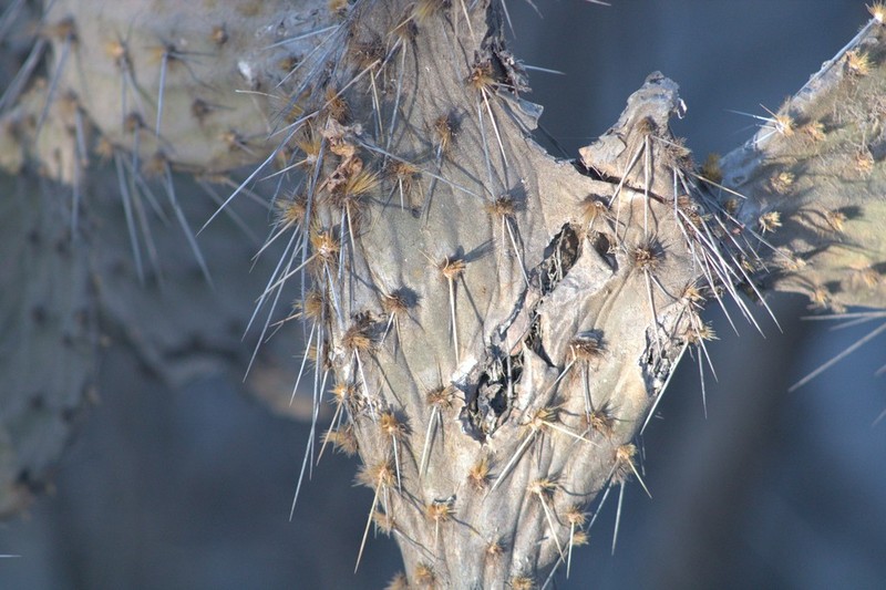 Opuntia feroacantha photo 3