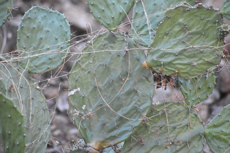 Opuntia feroacantha photo 4