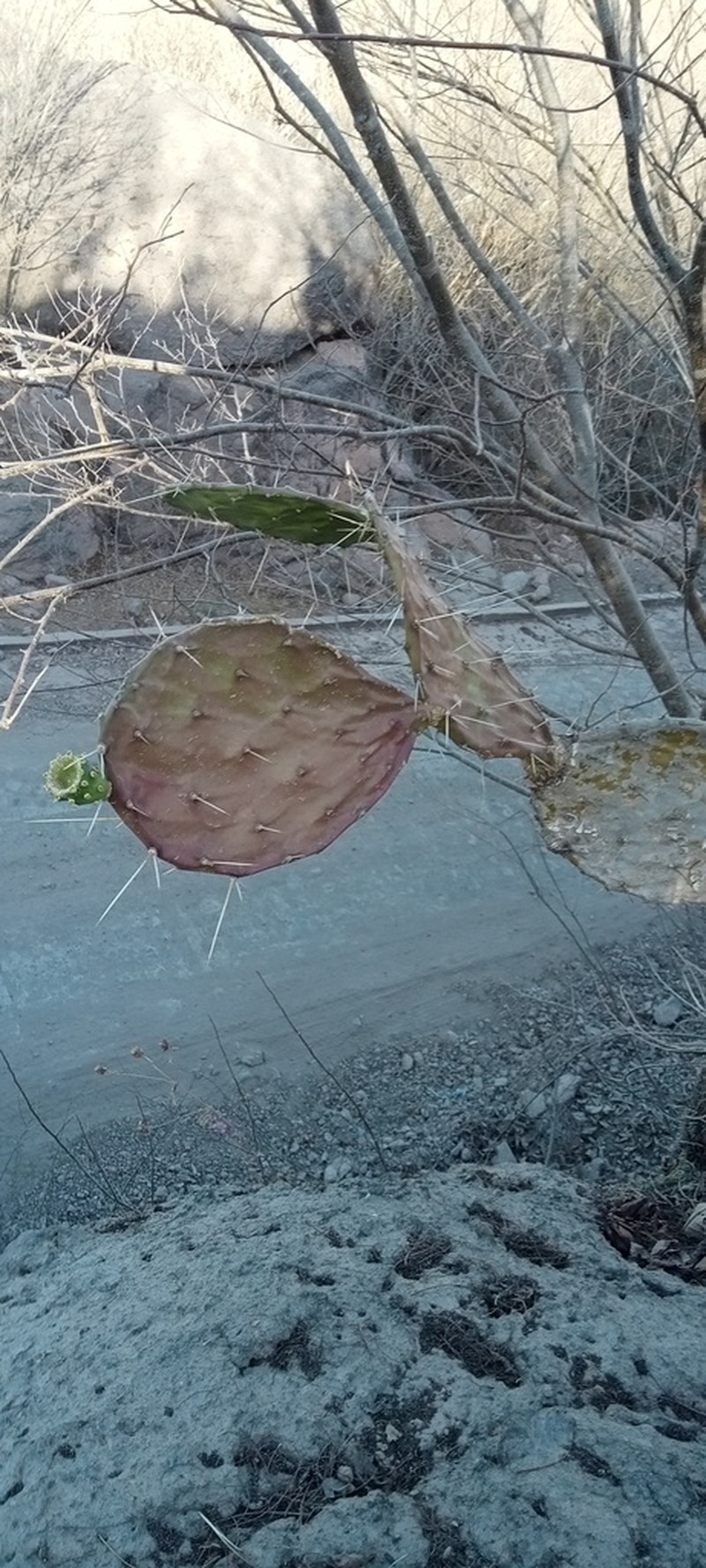 Opuntia feroacantha photo 5