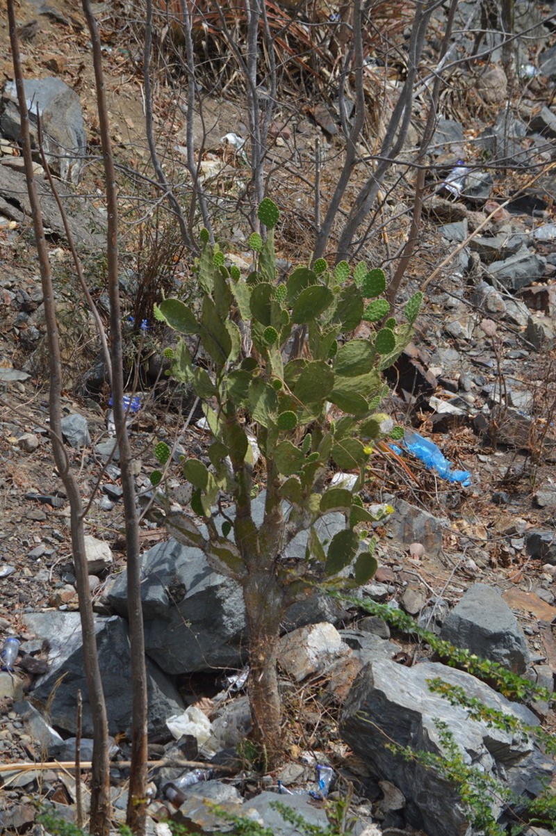 Opuntia feroacantha photo 6