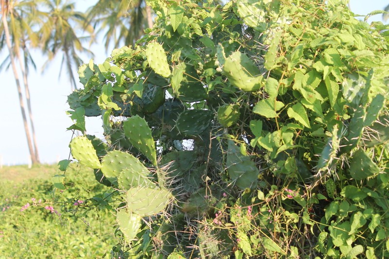 Opuntia feroacantha photo 7