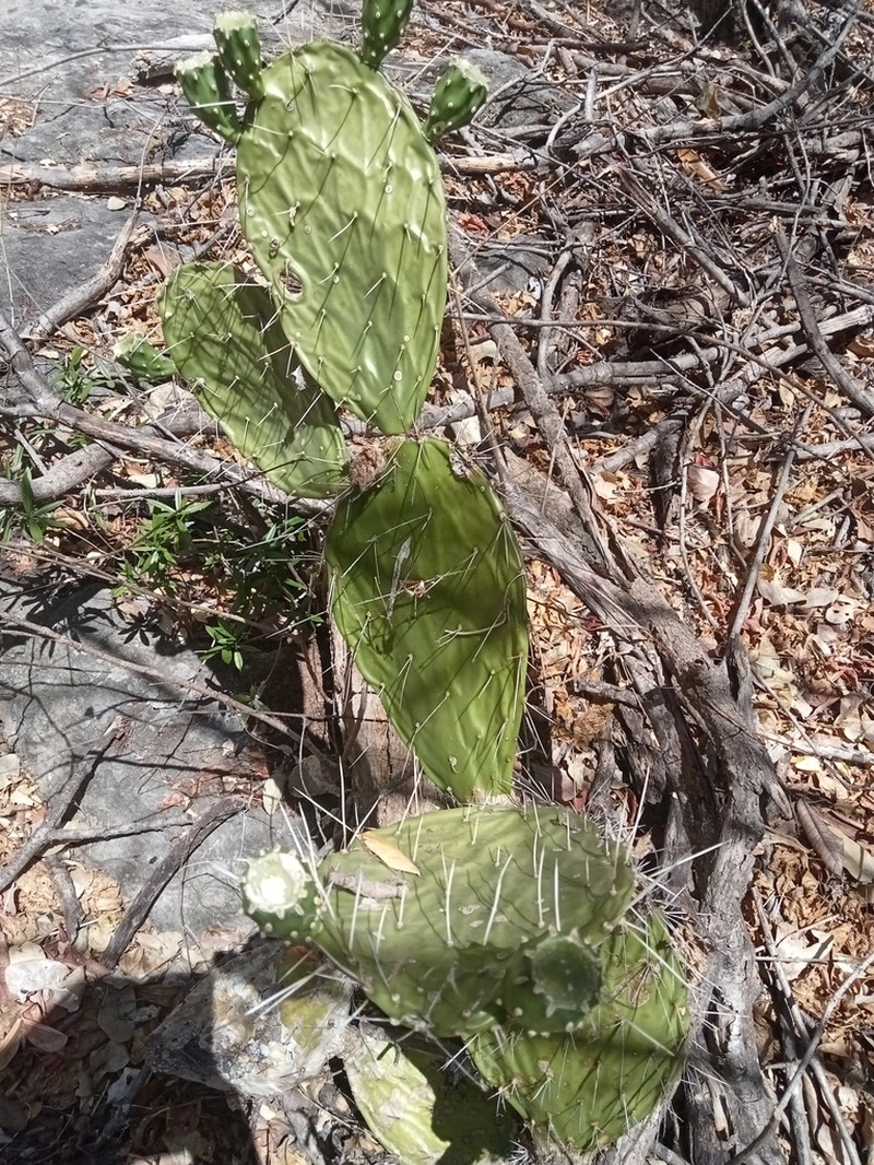 Opuntia feroacantha photo 8