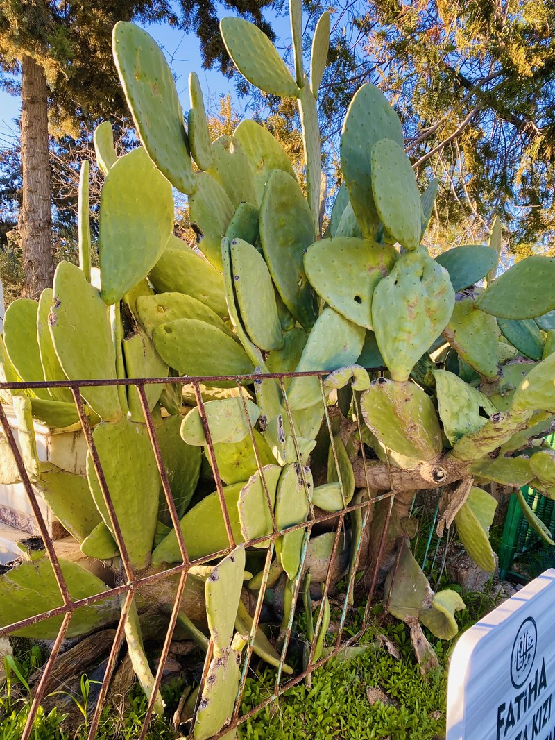 Opuntia cordobensis