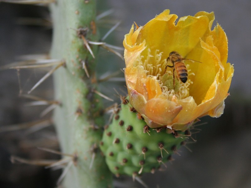 Opuntia cordobensis photo 2