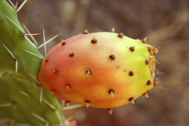 Opuntia cordobensis photo 3
