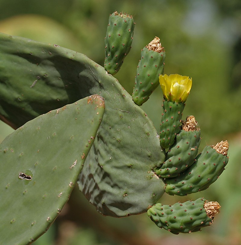 Opuntia cordobensis photo 4