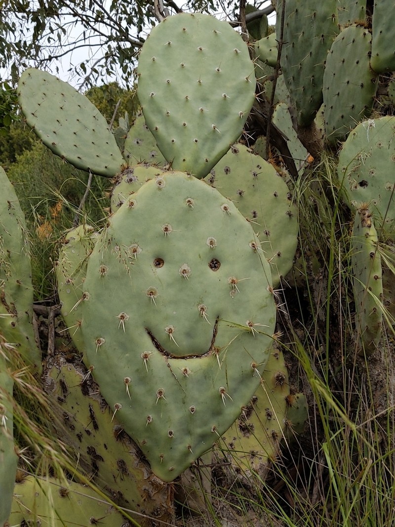 Opuntia cordobensis photo 6