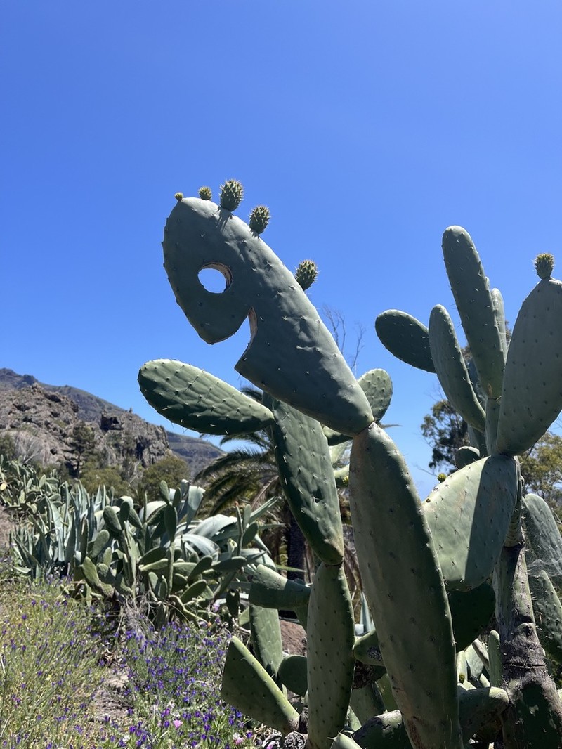 Opuntia cordobensis photo 7