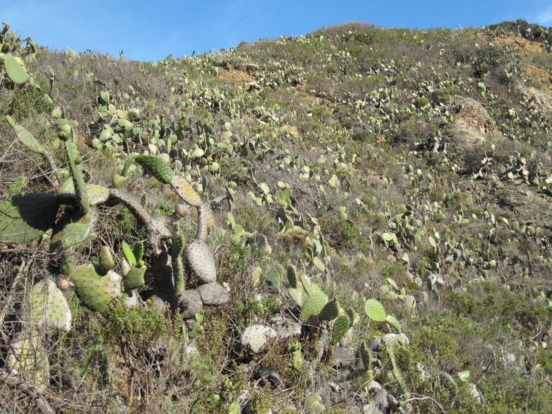 Opuntia cordobensis photo 8