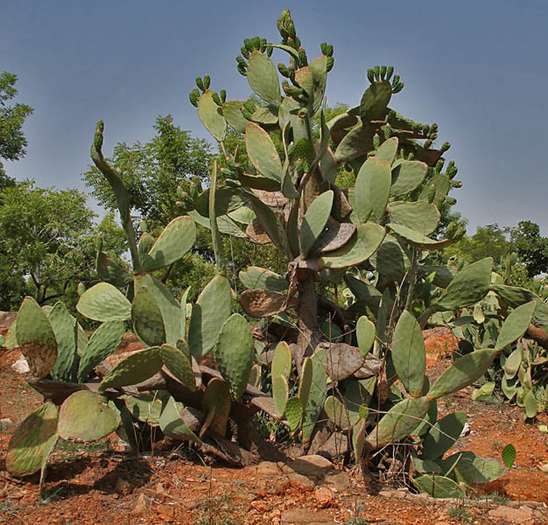 Barbary Fig photo 3