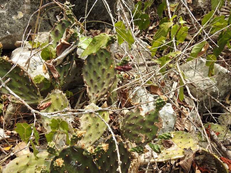 Opuntia fortanelli