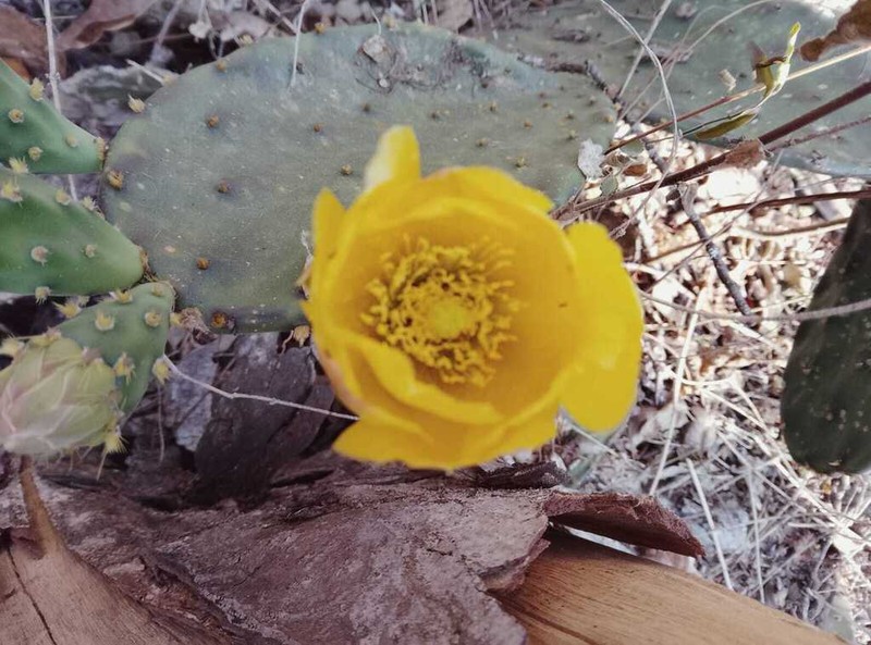 Opuntia fortanelli photo 2