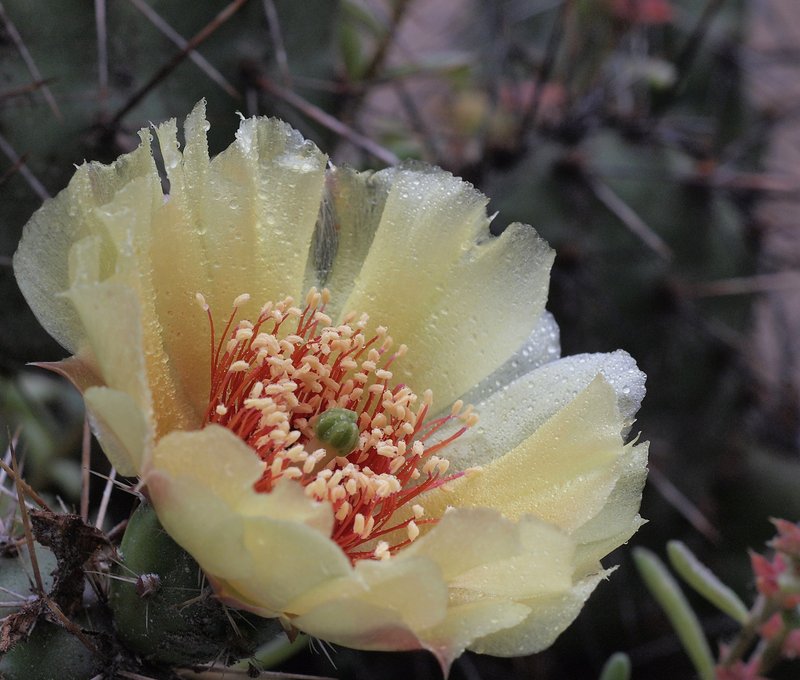 Brittle Pricklypear photo 3