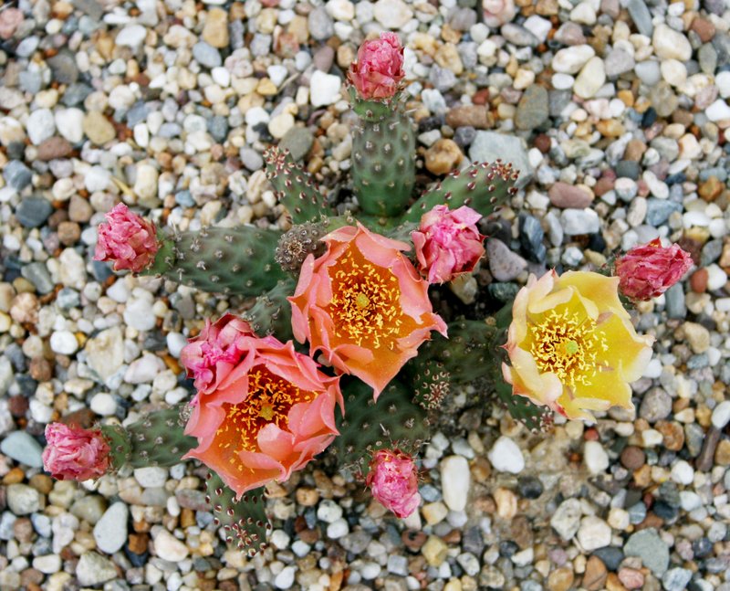 Brittle Pricklypear photo 4