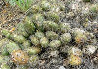 Brittle Pricklypear