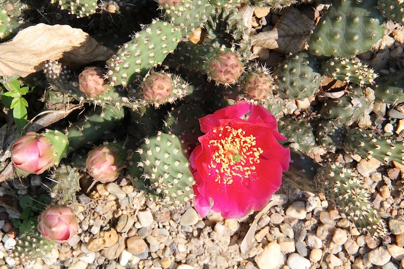 Brittle Pricklypear photo 5
