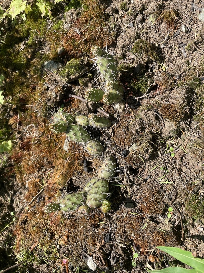 Brittle Pricklypear photo 5