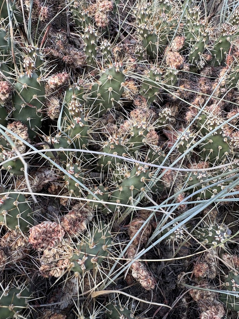 Brittle Pricklypear photo 6