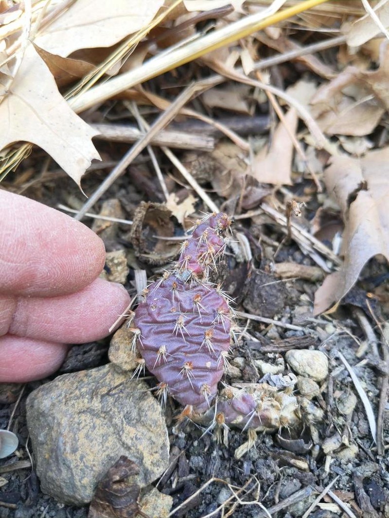 Brittle Pricklypear photo 7