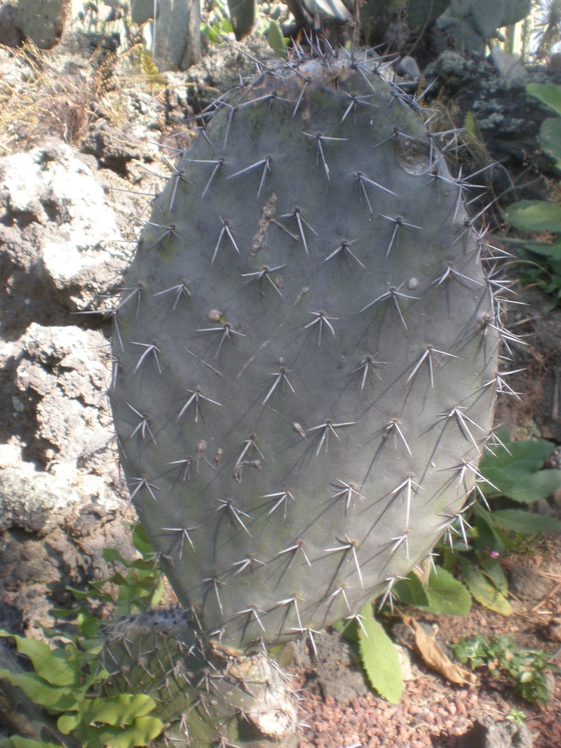 Opuntia fuliginosa