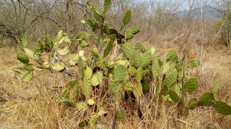 Opuntia fuliginosa photo 2