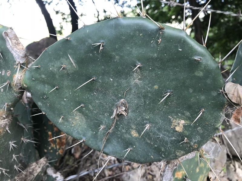 Opuntia fuliginosa photo 3