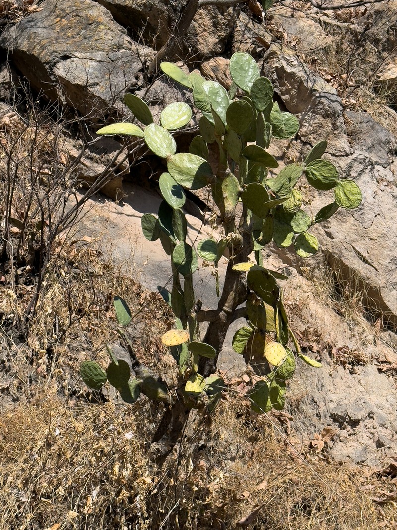 Opuntia fuliginosa photo 4