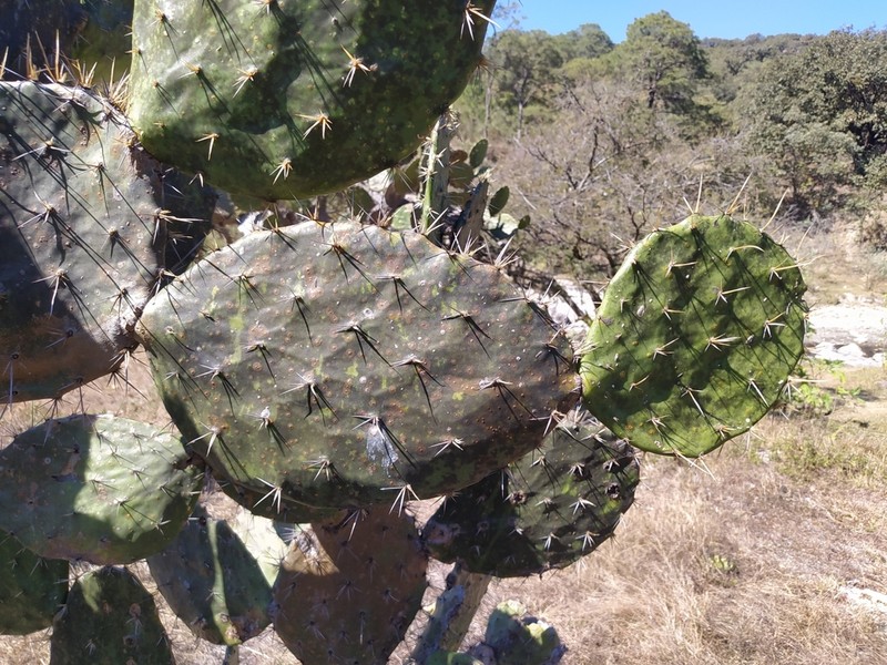 Opuntia fuliginosa photo 5