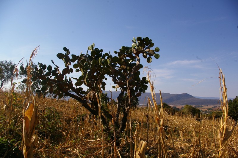 Opuntia fuliginosa photo 6