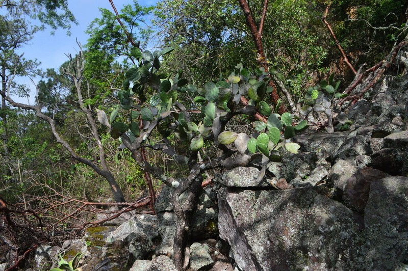 Opuntia fuliginosa photo 7