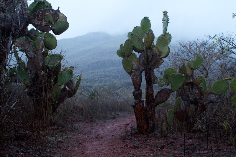 Opuntia galapageia