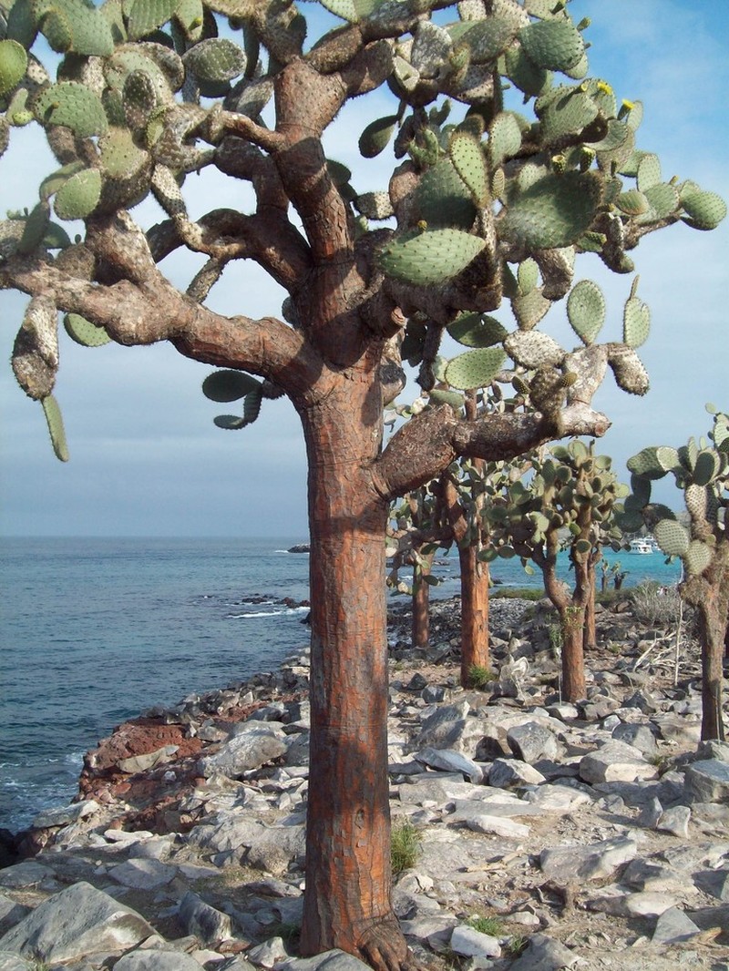 Opuntia galapageia photo 2