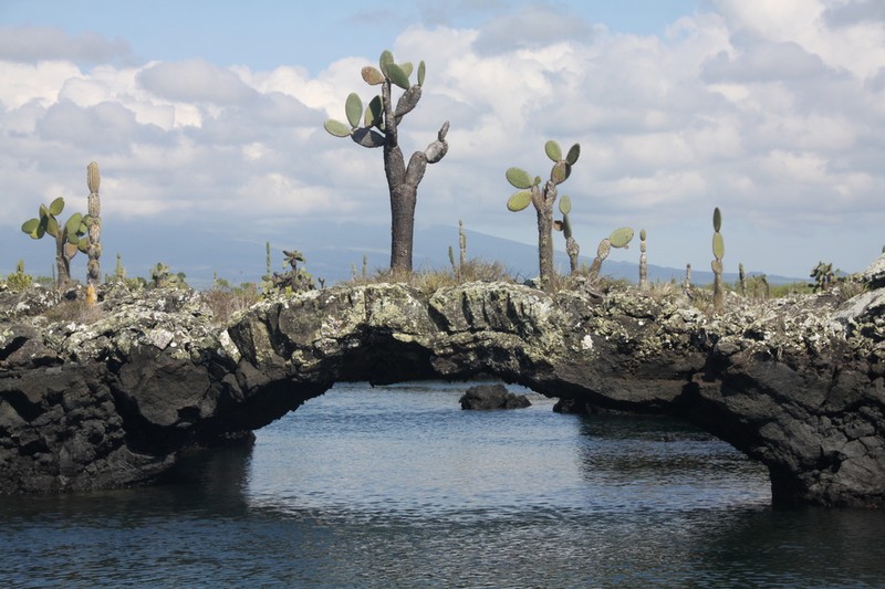 Opuntia galapageia photo 3