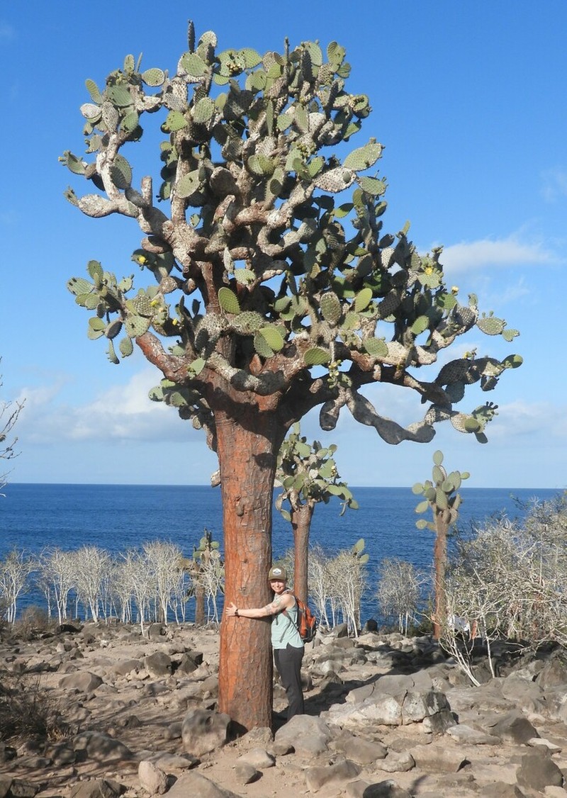 Opuntia galapageia photo 4