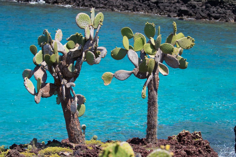 Opuntia galapageia photo 5