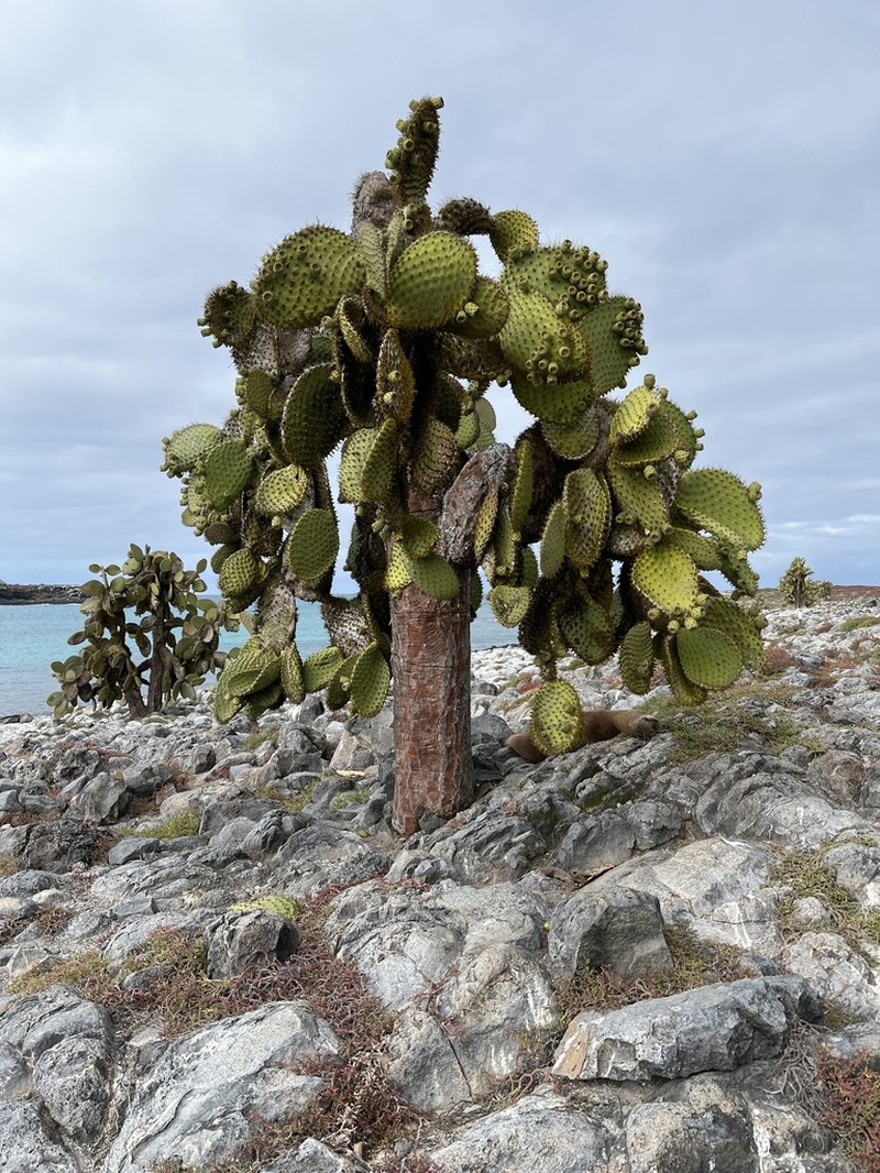 Opuntia galapageia photo 6