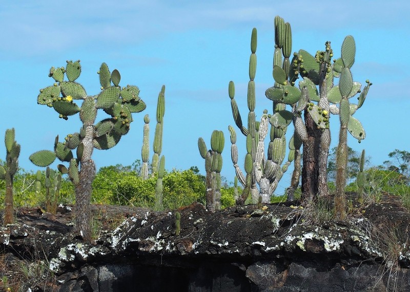 Opuntia galapageia photo 7