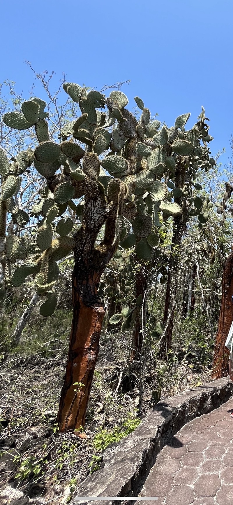 Opuntia galapageia var. galapageia