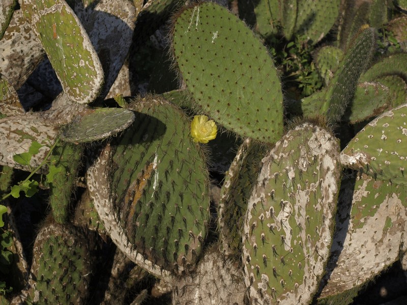 Opuntia galapageia var. helleri