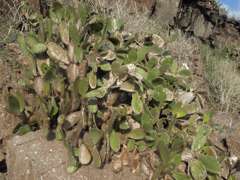 Opuntia galapageia var. helleri photo 2