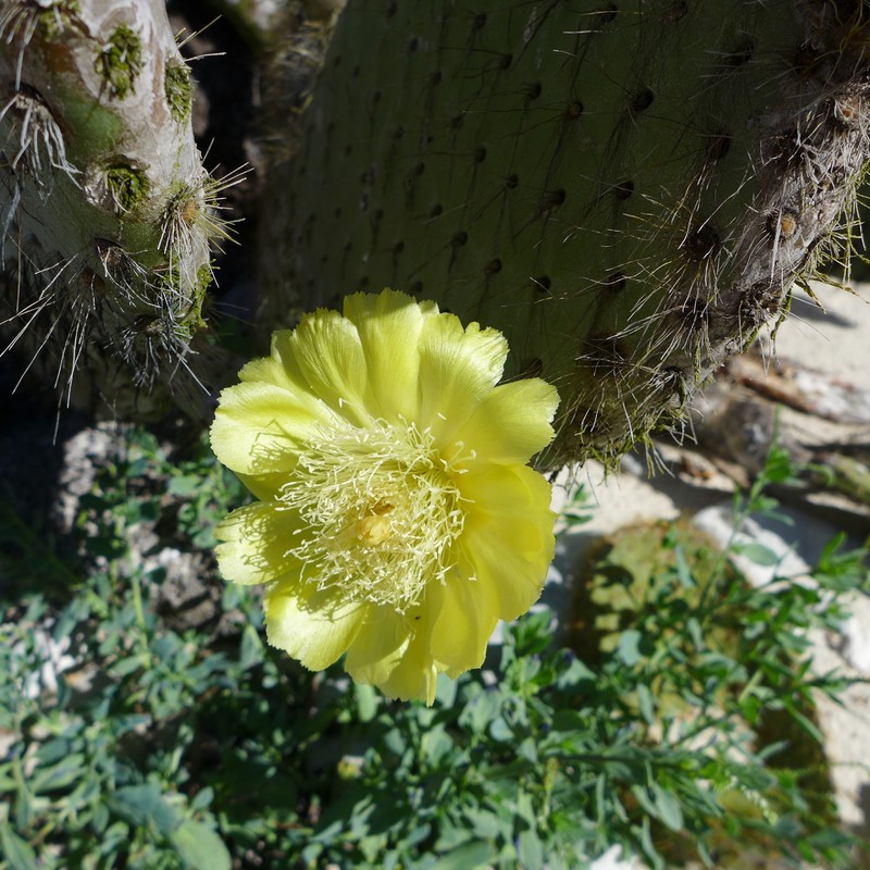 Opuntia galapageia var. helleri photo 3