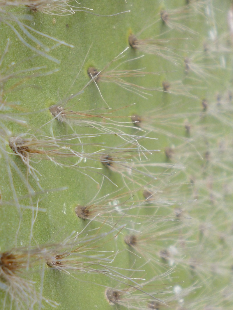 Opuntia galapageia var. helleri photo 4